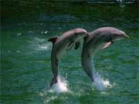 Обои Дельфины