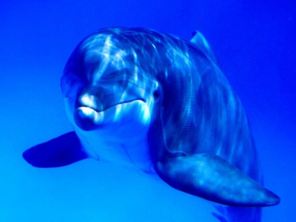 Дельфин Дельфины