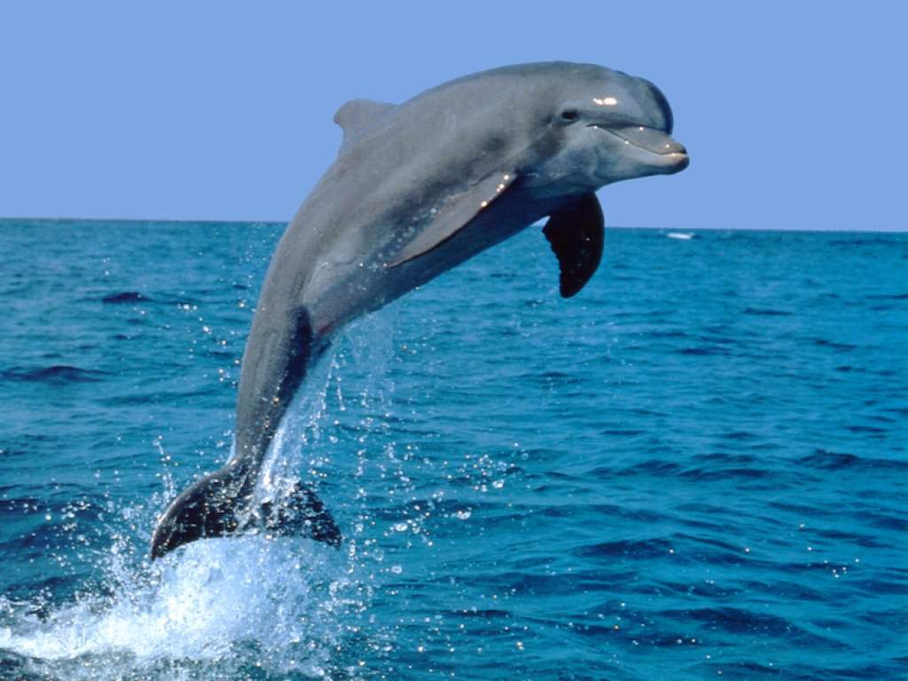 Дельфин Дельфины