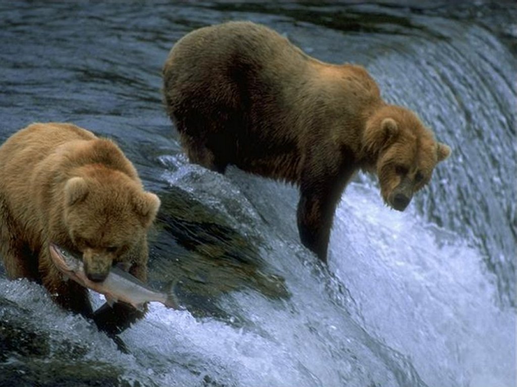 Медведи Bears