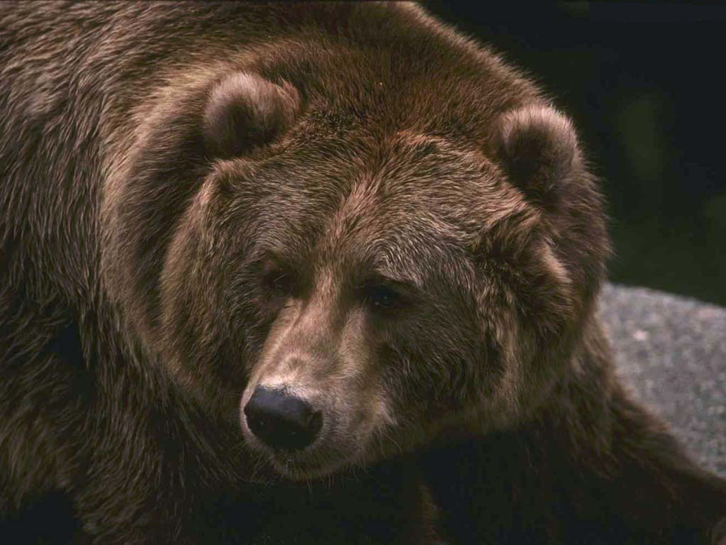 Медведи Bears