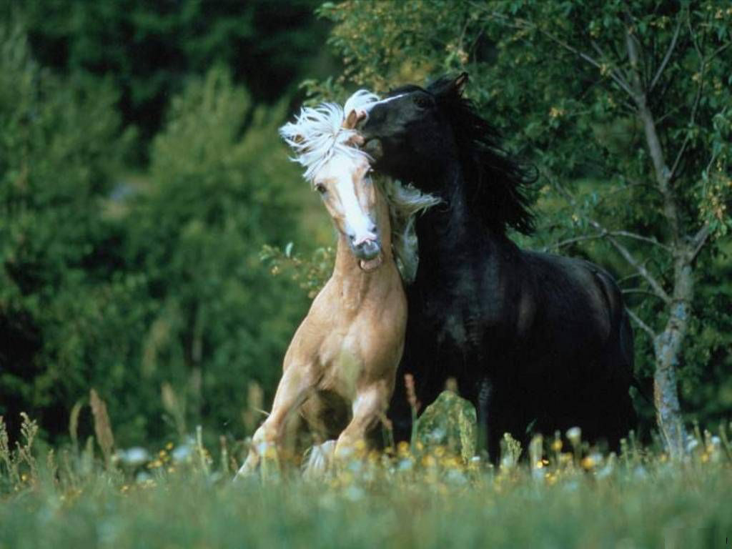 Обои Мустанги Лошади