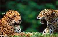 Обои Леопарды