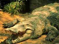 Обои Крокодилы Аллигаторы