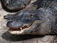 Обои Крокодилы Аллигаторы