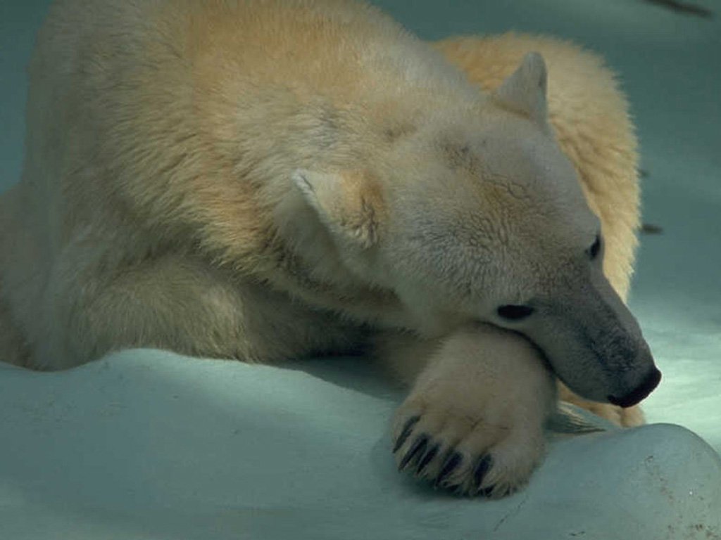 Медведи Bears