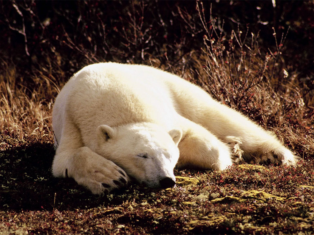 Медведи Bears