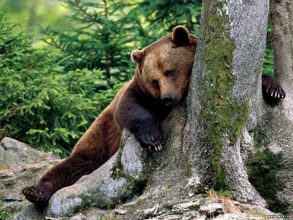 Медведи Bears